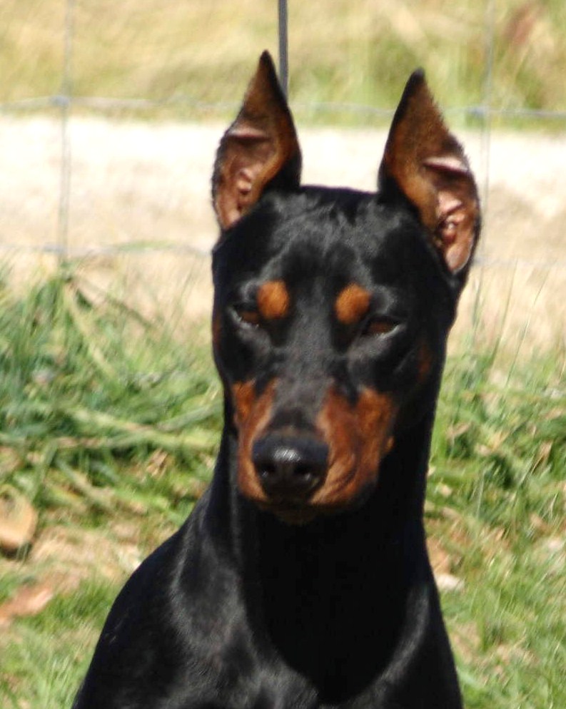 min pin ears not cropped